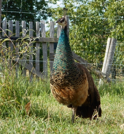 La Ferme du Châtenet