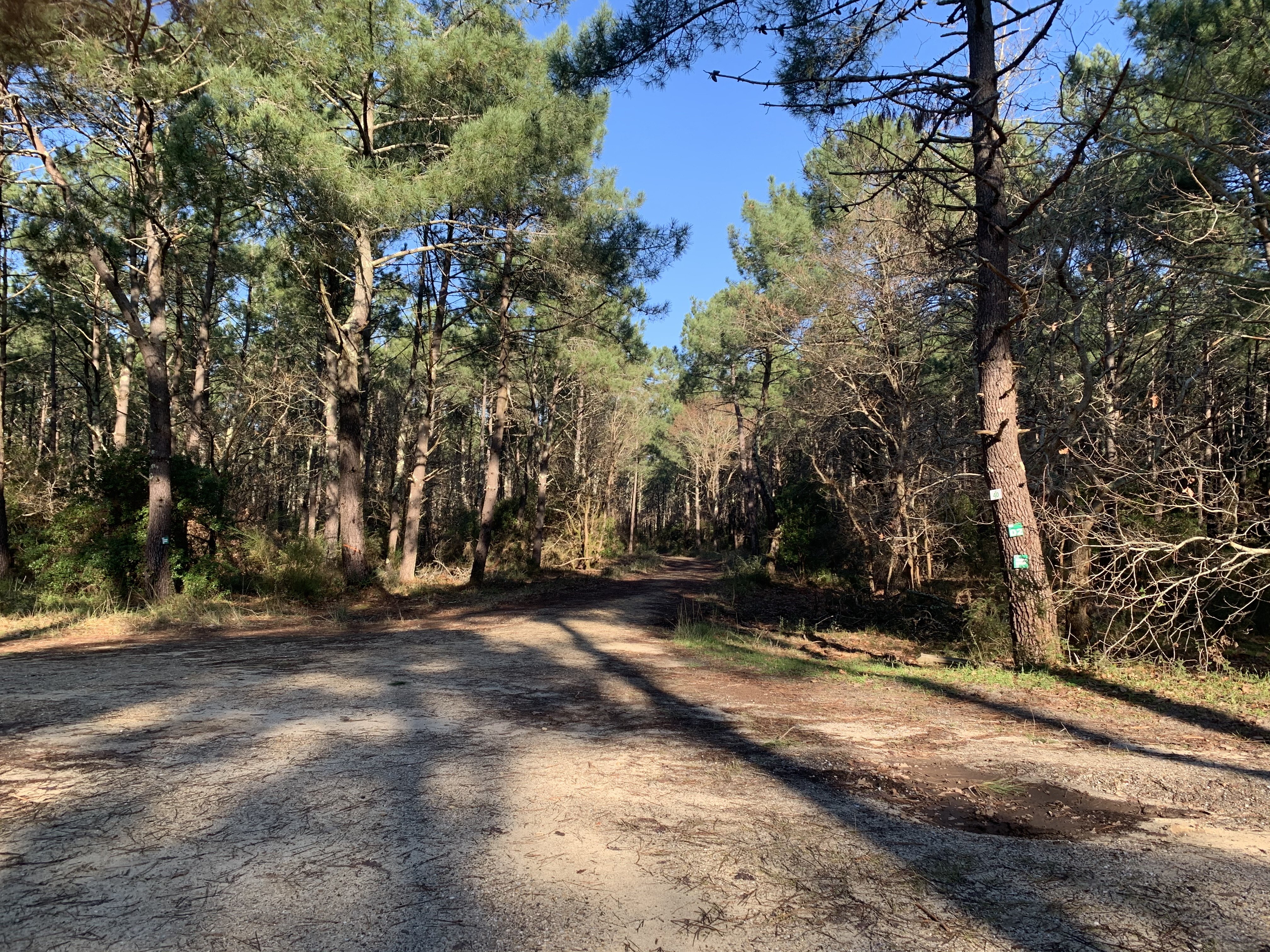 Sentier rando entre lac et forêt — photo 3