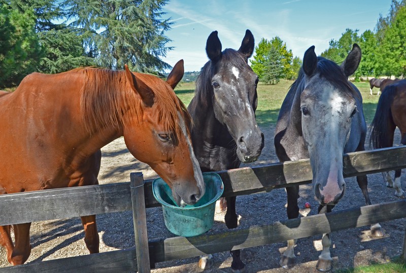 Chambre d'hôtes de Sauvin sur Voie Verte, Montesquieu - photo 7
