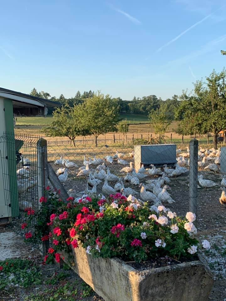 Volailles La Meuzacoise à Meuzac — photo 2