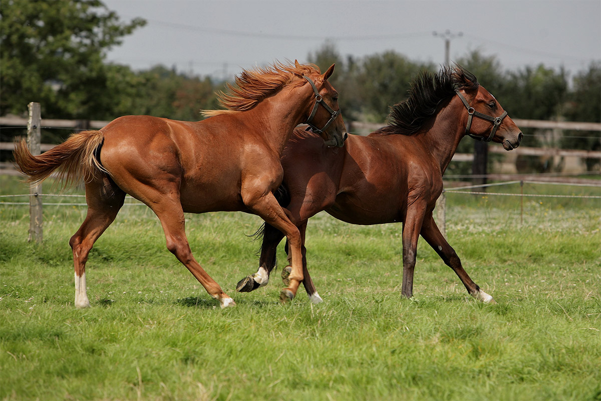 Ecurie du Chardoneret