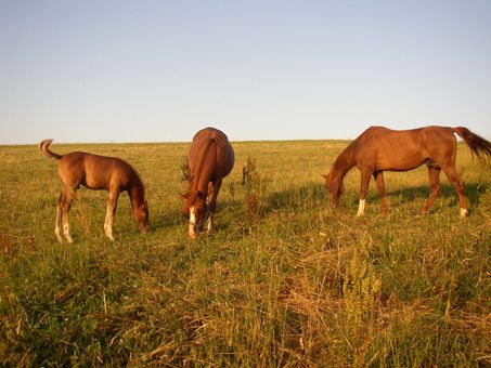 Ferme équestre des Ribières, Saint-Genest-sur-Roselle - photo 6