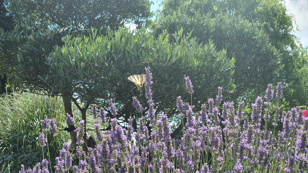 Le Carré Pourpre - B&B