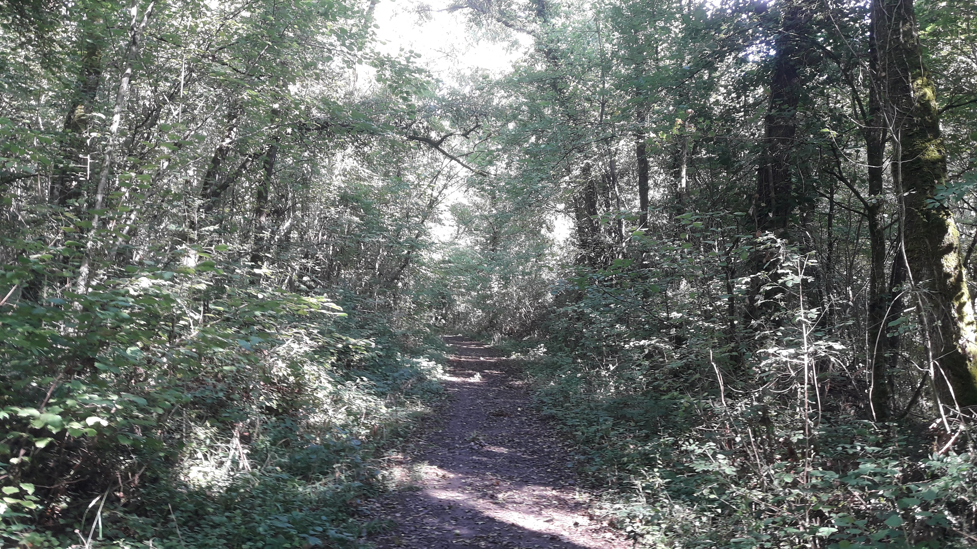 Forêt Communale du Grand Parc, Lusignan - photo 2