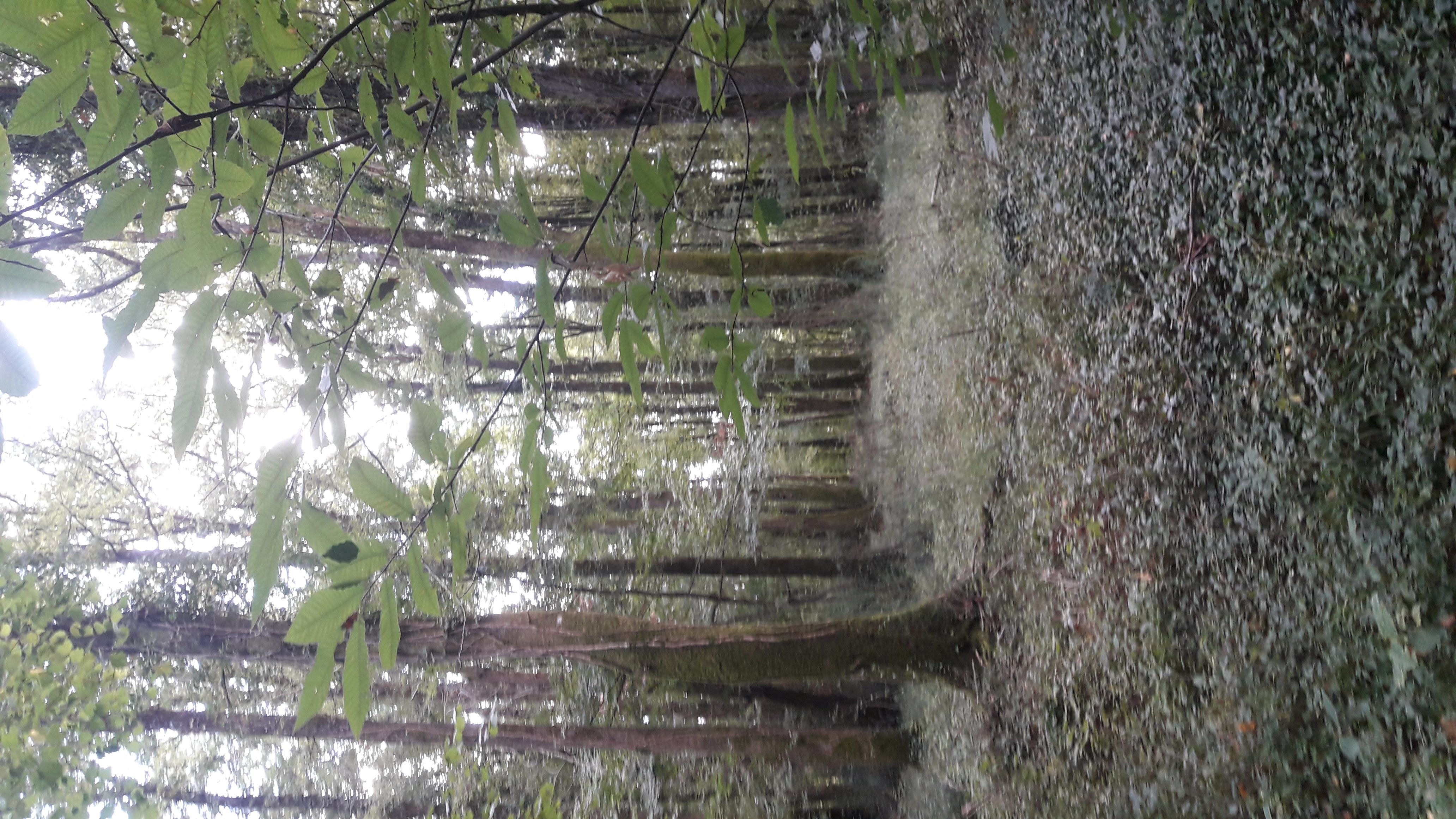 Forêt Communale du Grand Parc