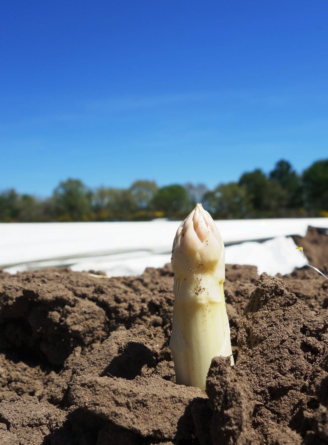 Ferme des Sables blancs