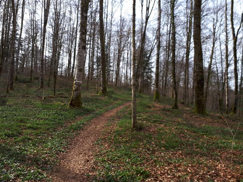 N°90 - La forêt cathédrale