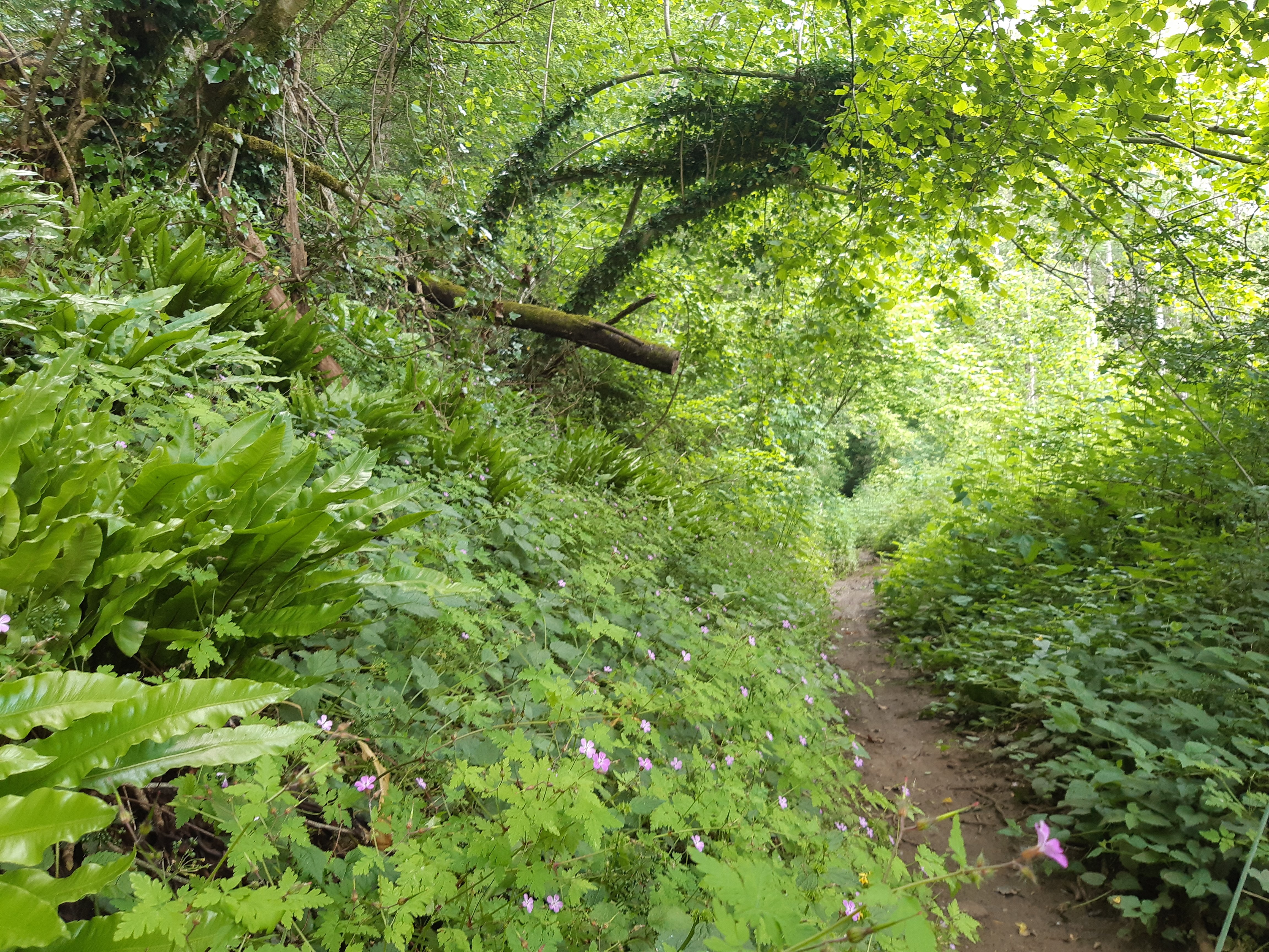 Circuit des Ammonites Thorigné, Prailles-La Couarde