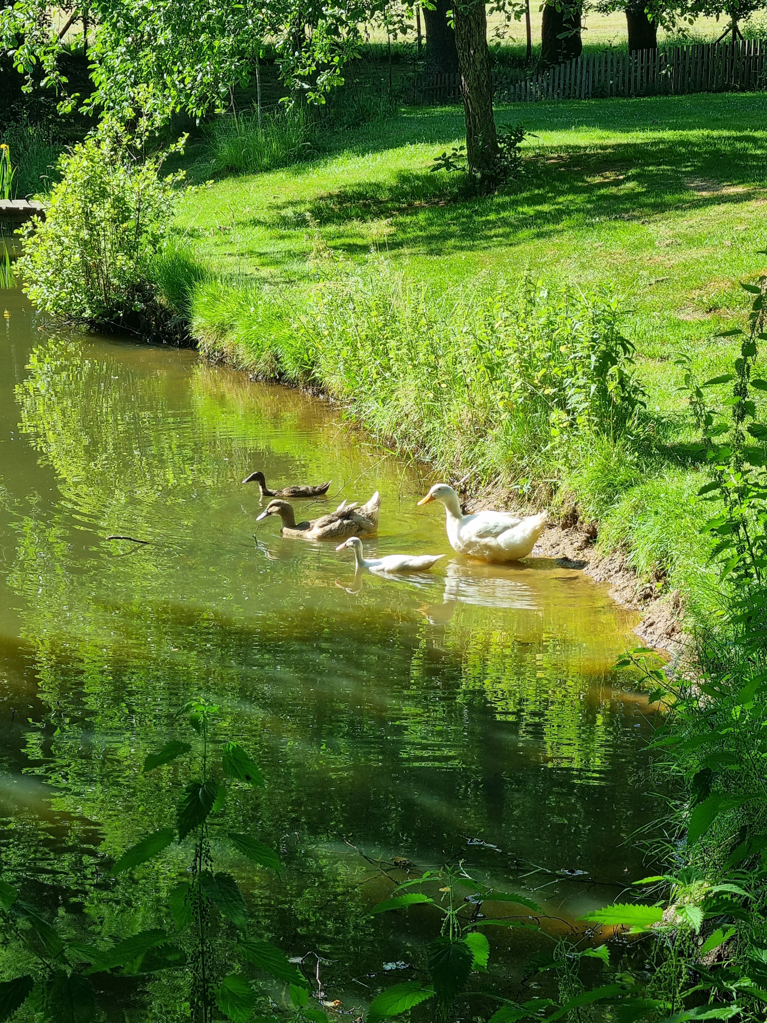 La Berlière - Gîte nature, Saint-Pardoux-Soutiers - photo 15