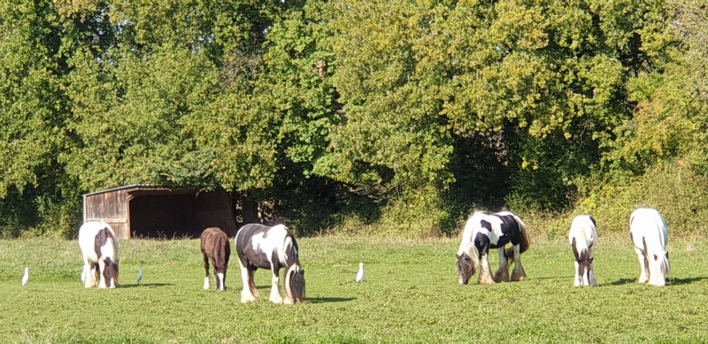 A l'Orée des Bastides - Gîte de Lariot, Saint-Quentin-du-Dropt - photo 12
