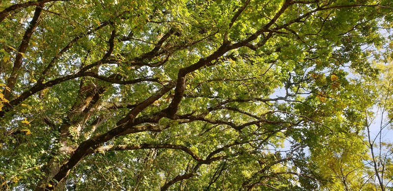 A l'Orée des Bastides - Gîte de Lariot, Saint-Quentin-du-Dropt - photo 18