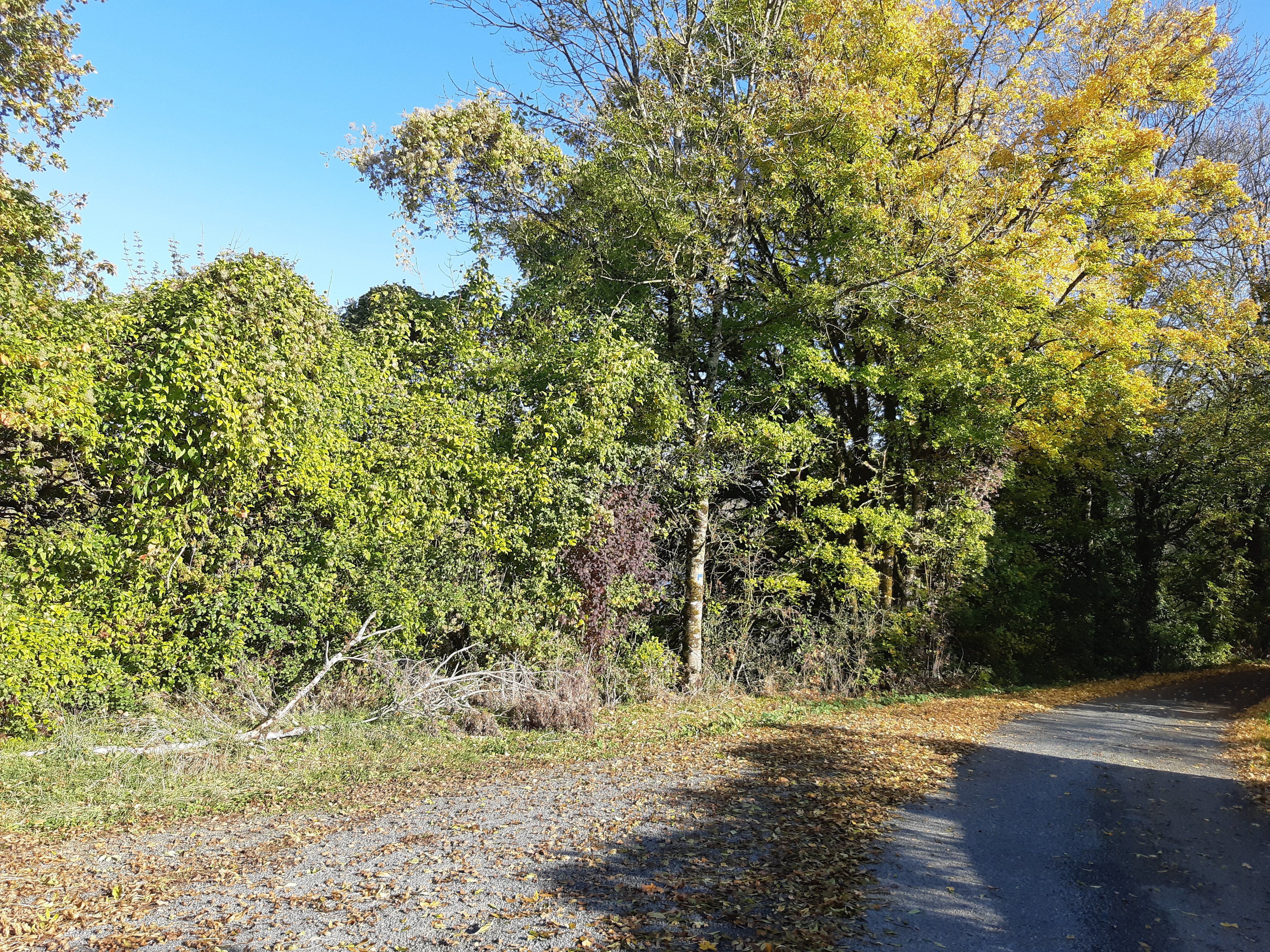 Le Bélier de la Banissière - parking pêcheur, base de Loisirs du Lambon, Prailles-La Couarde - photo 4