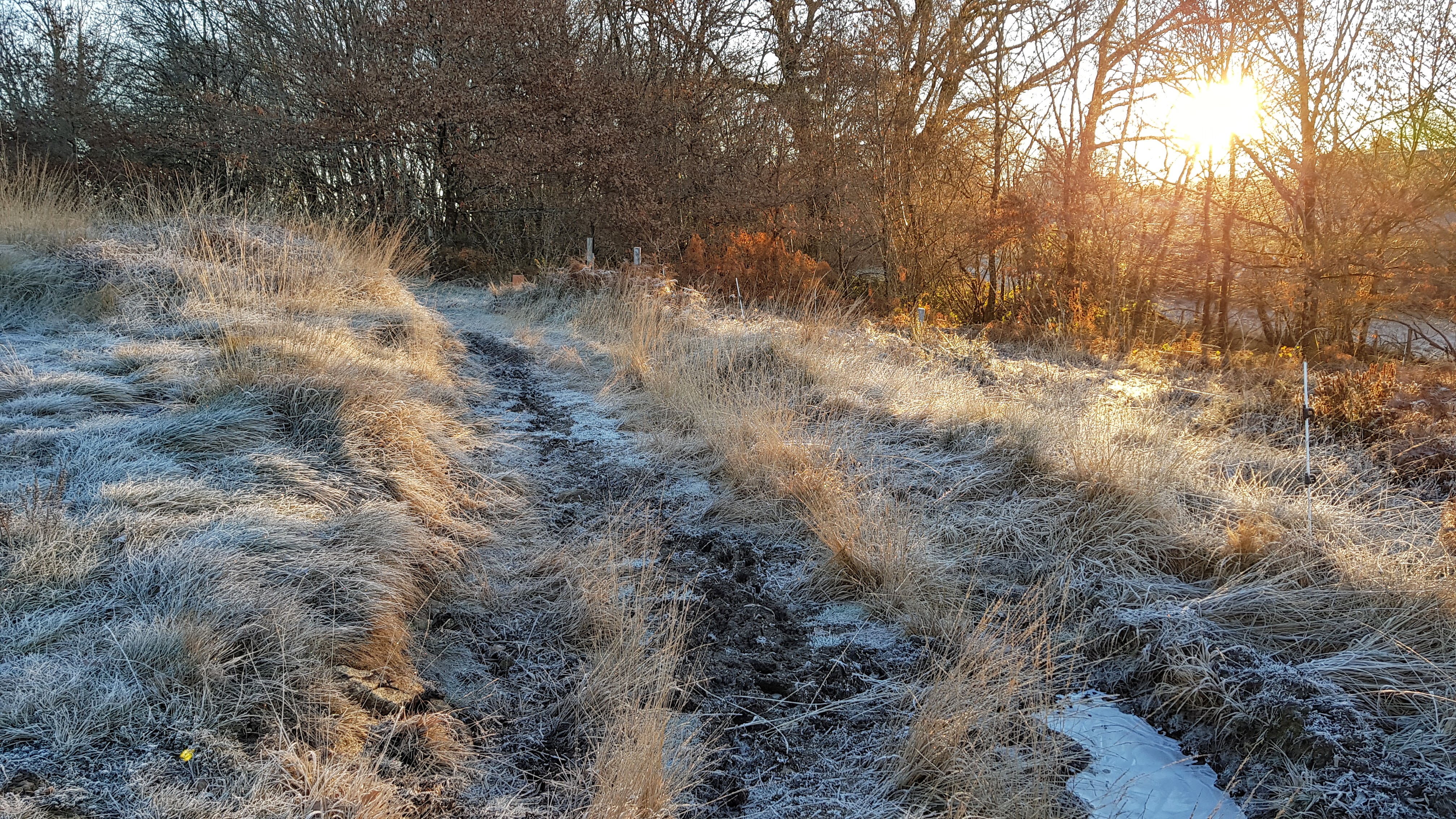 Landes serpentinicoles du Cluzeau et de la Flotte, Meuzac - photo 3