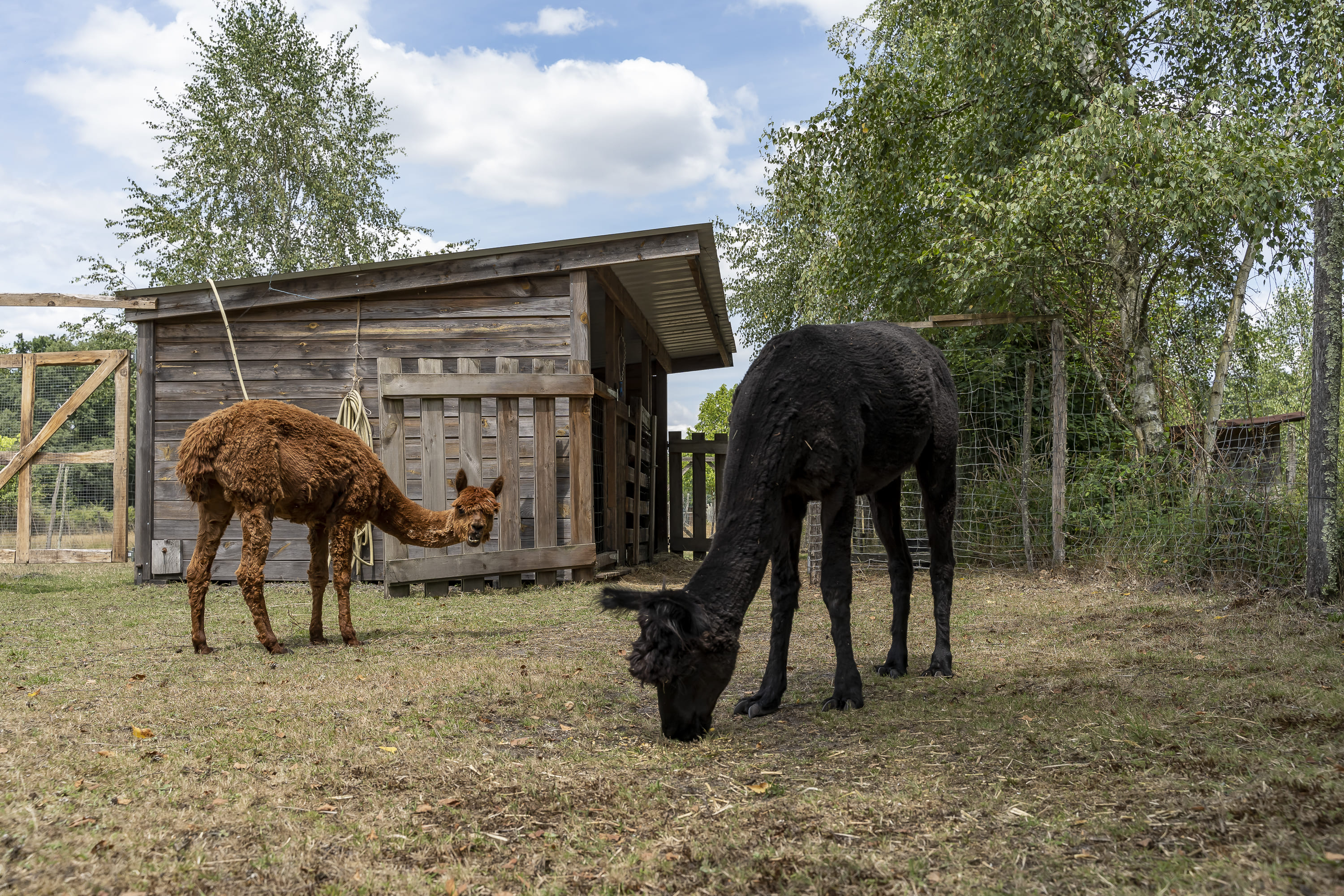 Ferme le Hillot élevage d'alpagas
