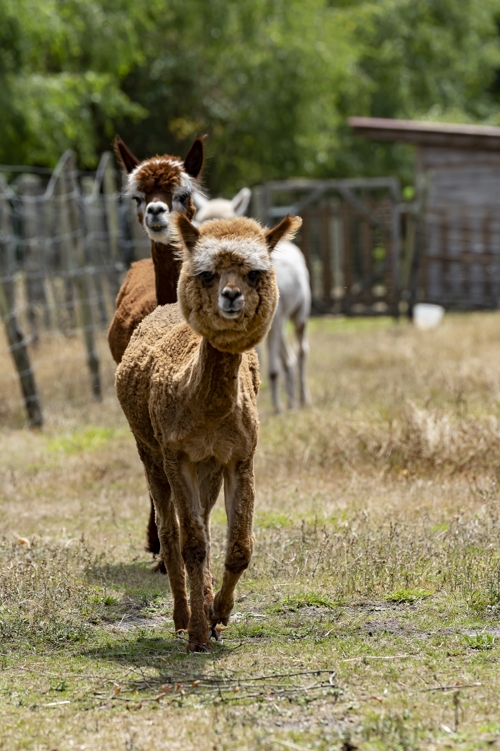 Ferme le Hillot élevage d'alpagas