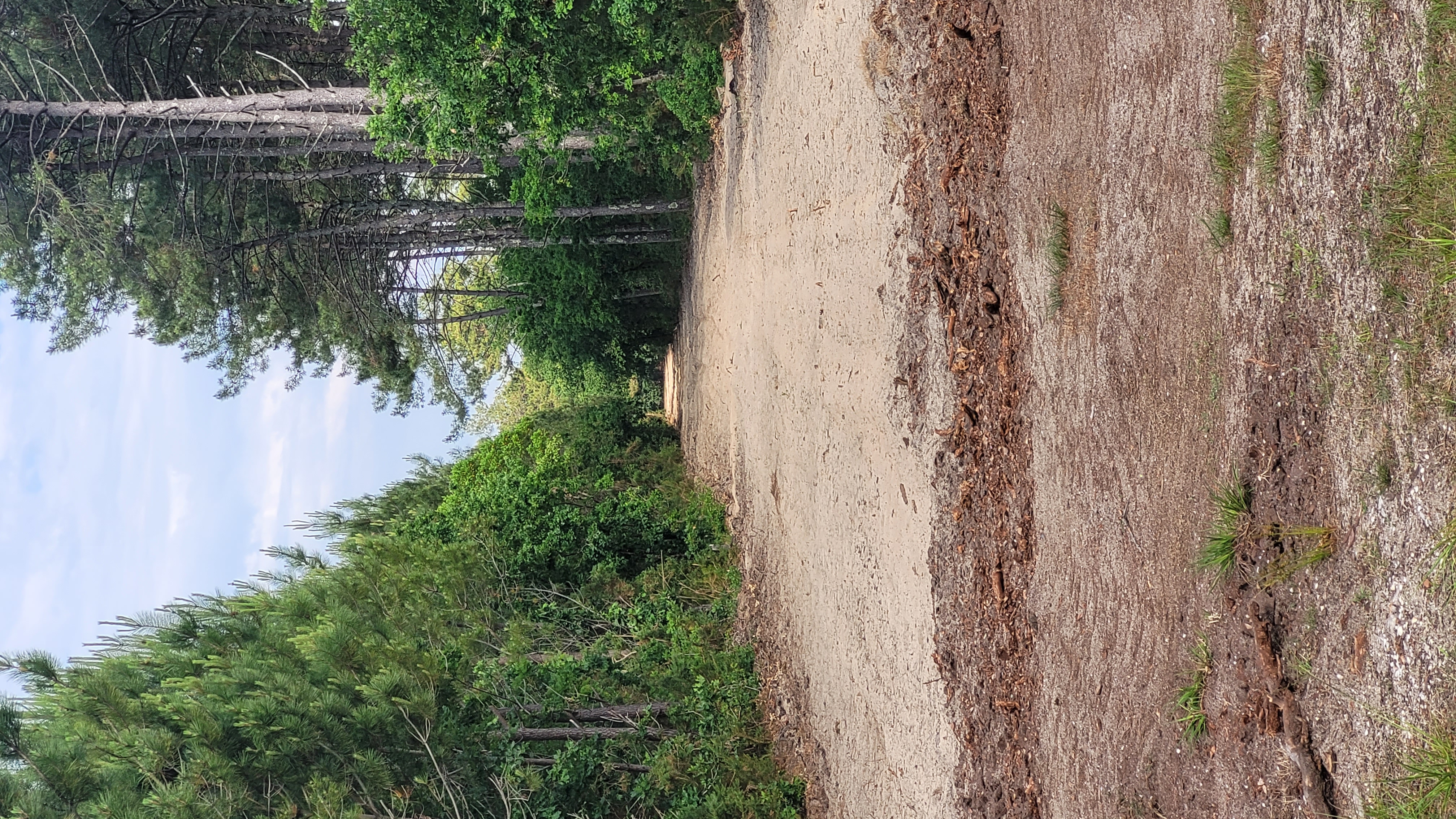 Le Poumon Vert, Le Porge - photo 7