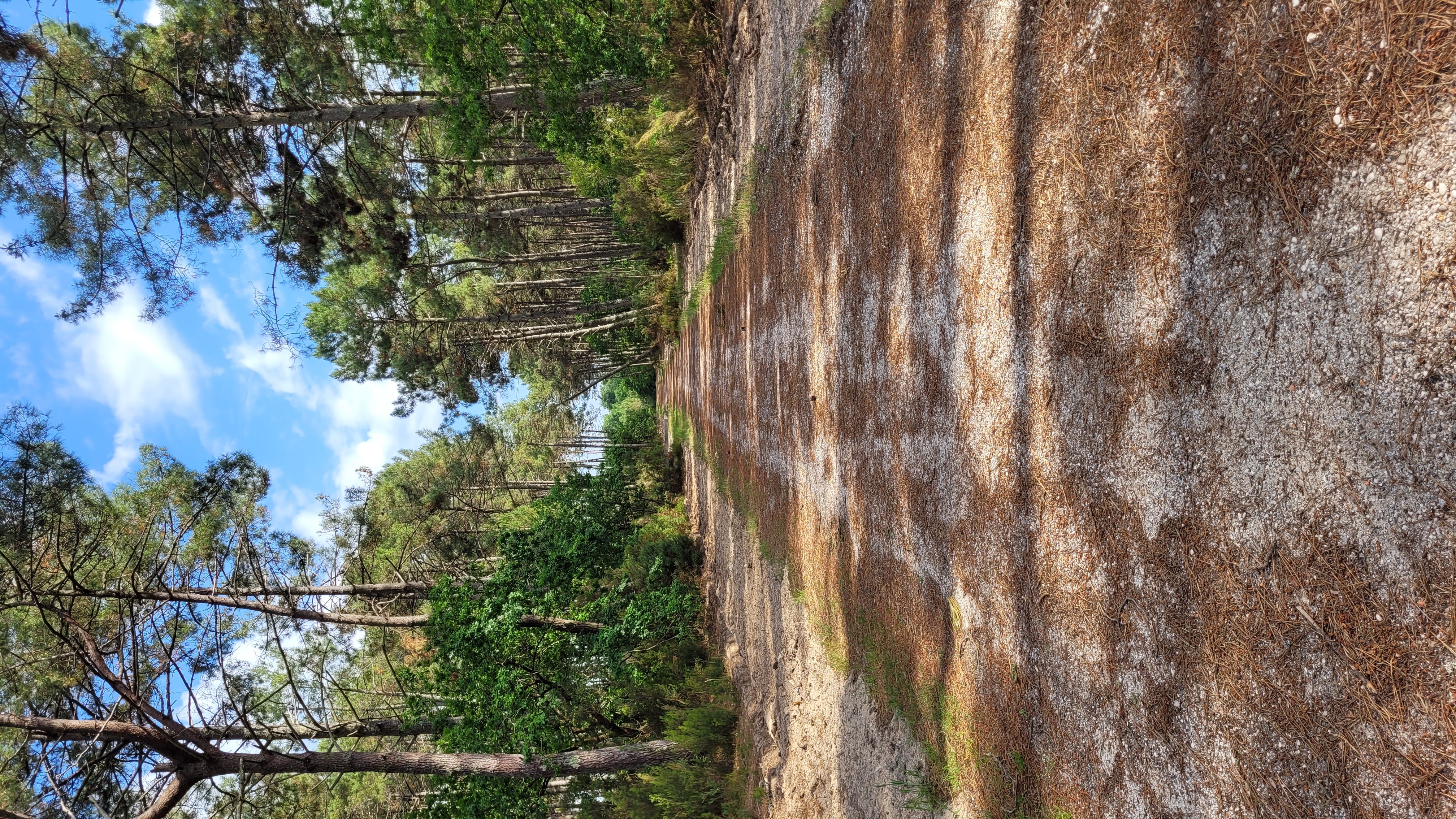 Le Poumon Vert, Le Porge - photo 3