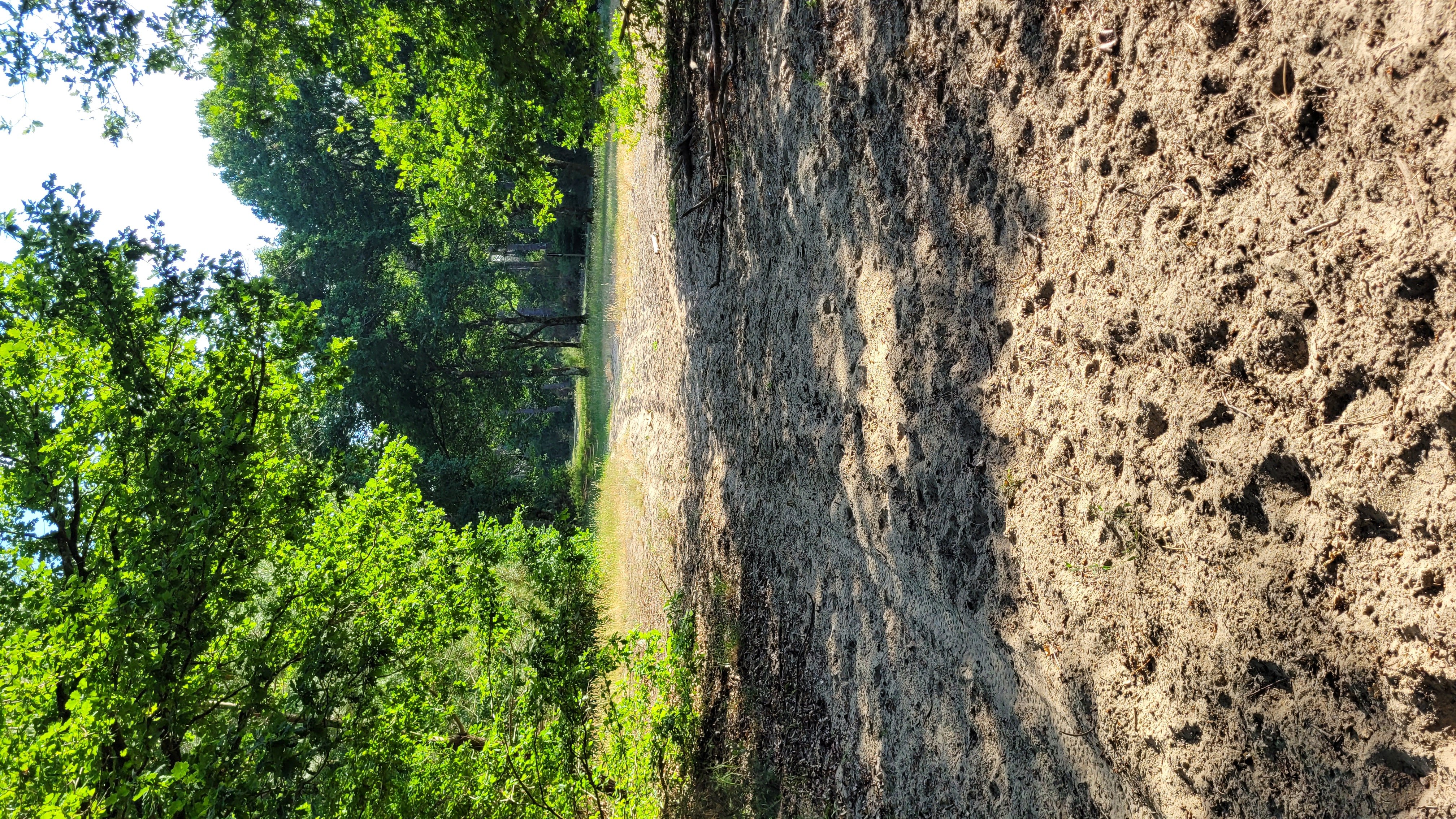Le Poumon Vert, Le Porge - photo 6