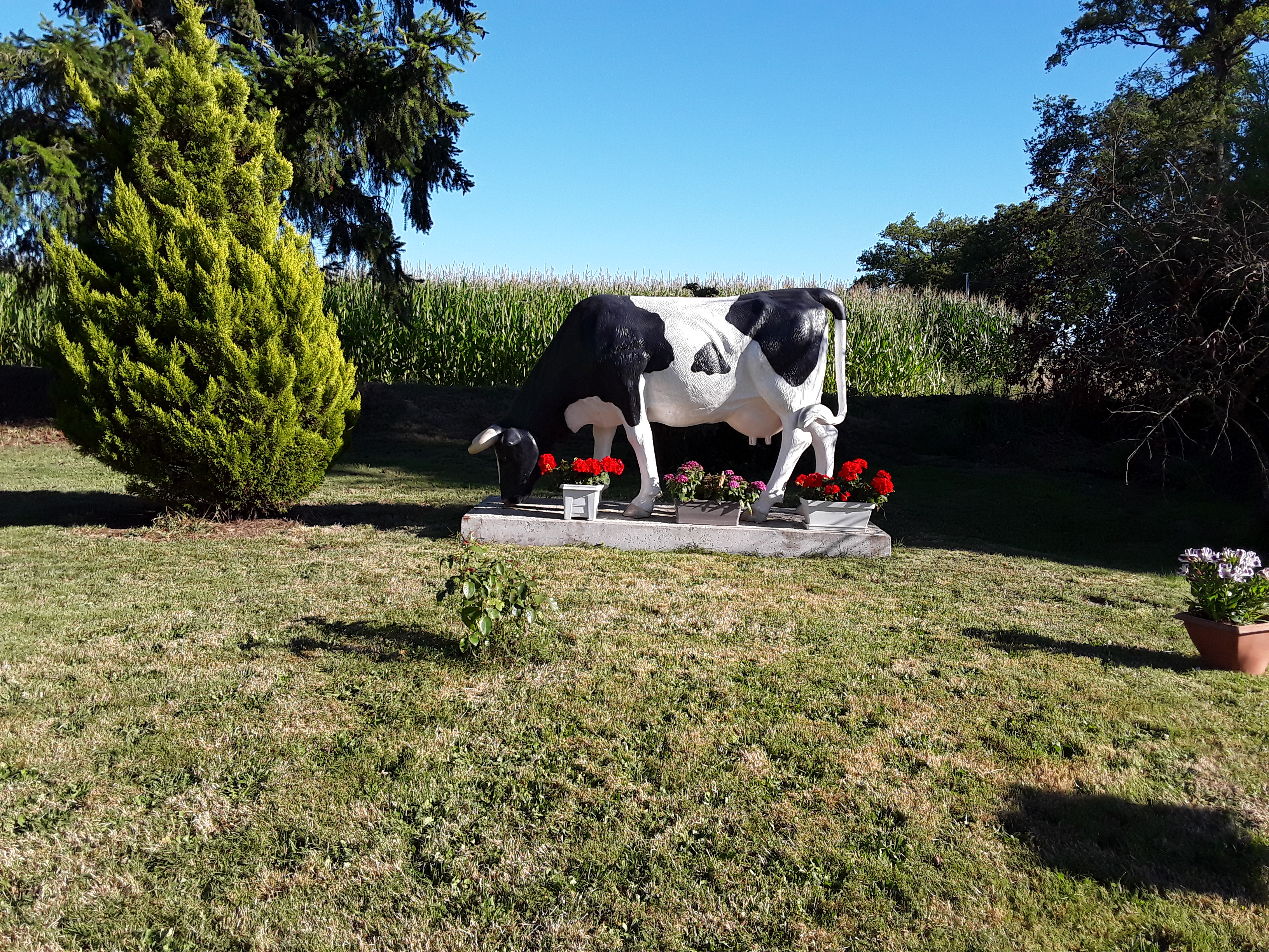 Visite de l'exploitation de vaches laitières