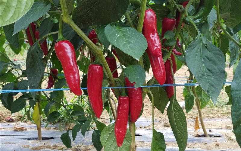 Les ateliers dégustations Kultur Piment