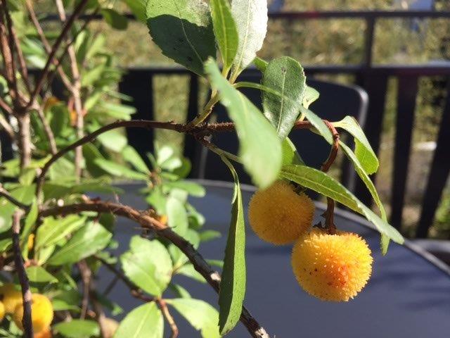 Ciel et jardin, Andernos-les-Bains - photo 13