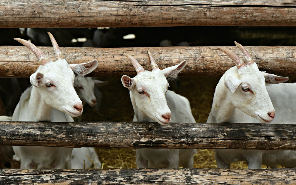 Ferme de la Clairière