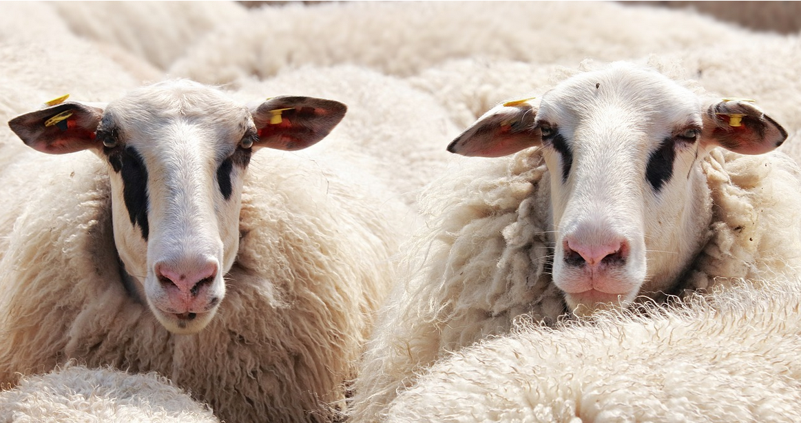 La Ferme des Ouailles