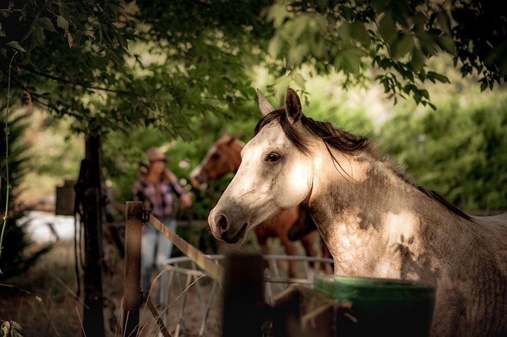 Gîte le Clos, Saint-Paul-en-Born - photo 2