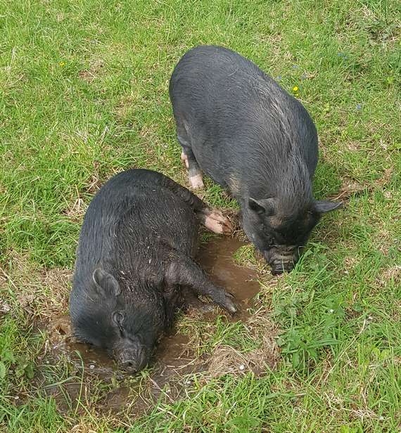 La cabane mobile, Beyssenac - photo 5