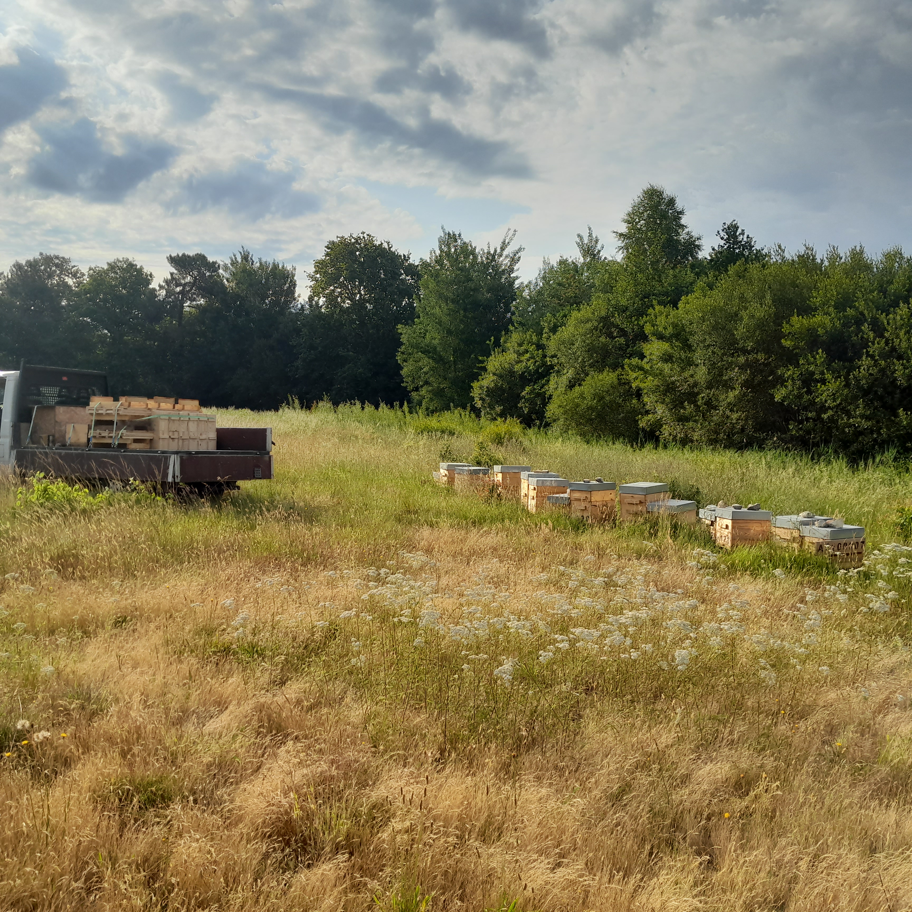 Visite guidée d'un rucher avec Mella Facimus