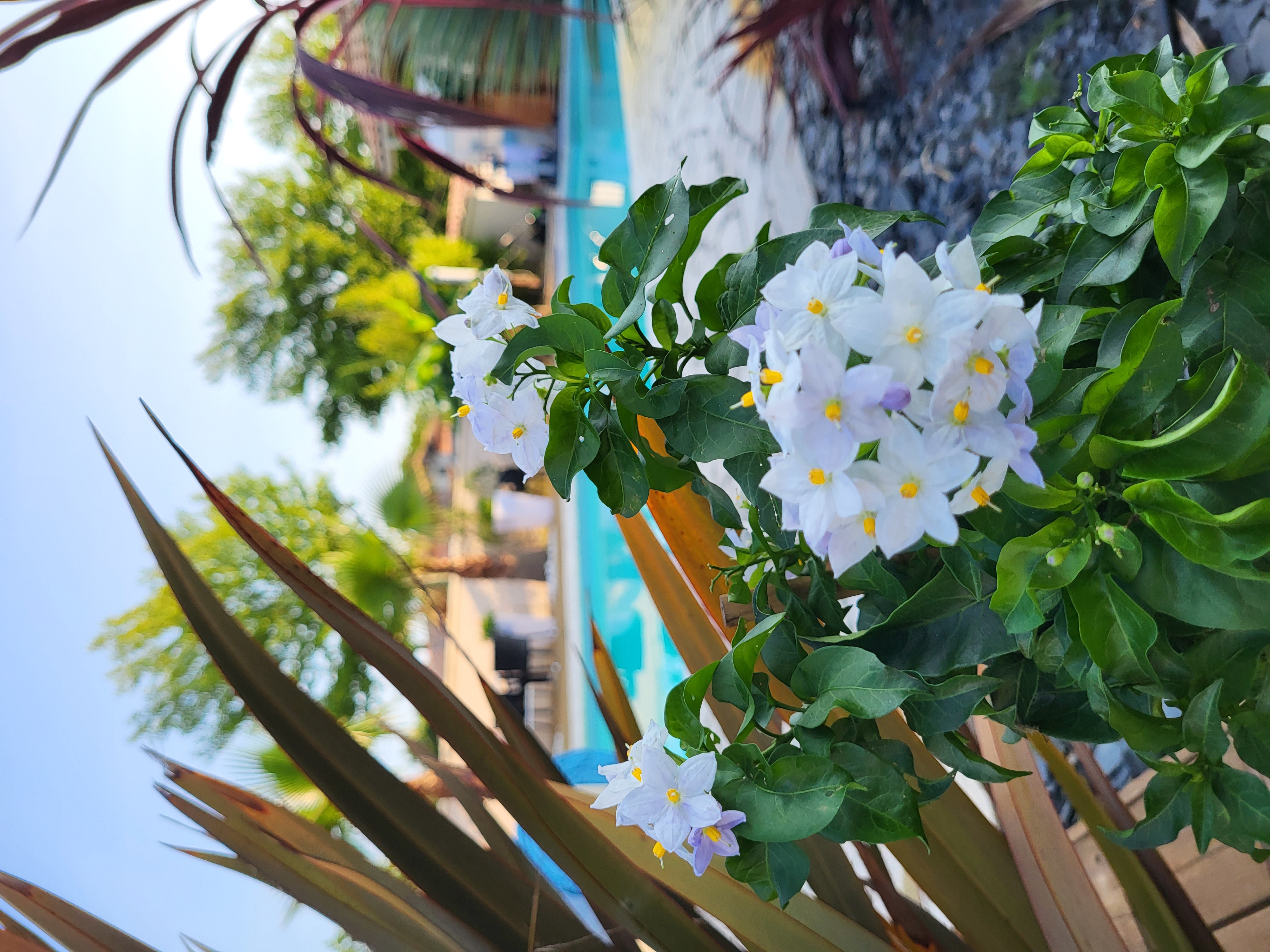 Villa Capayan