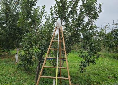  Créer un verger-forêt nourricier et l'entretenir