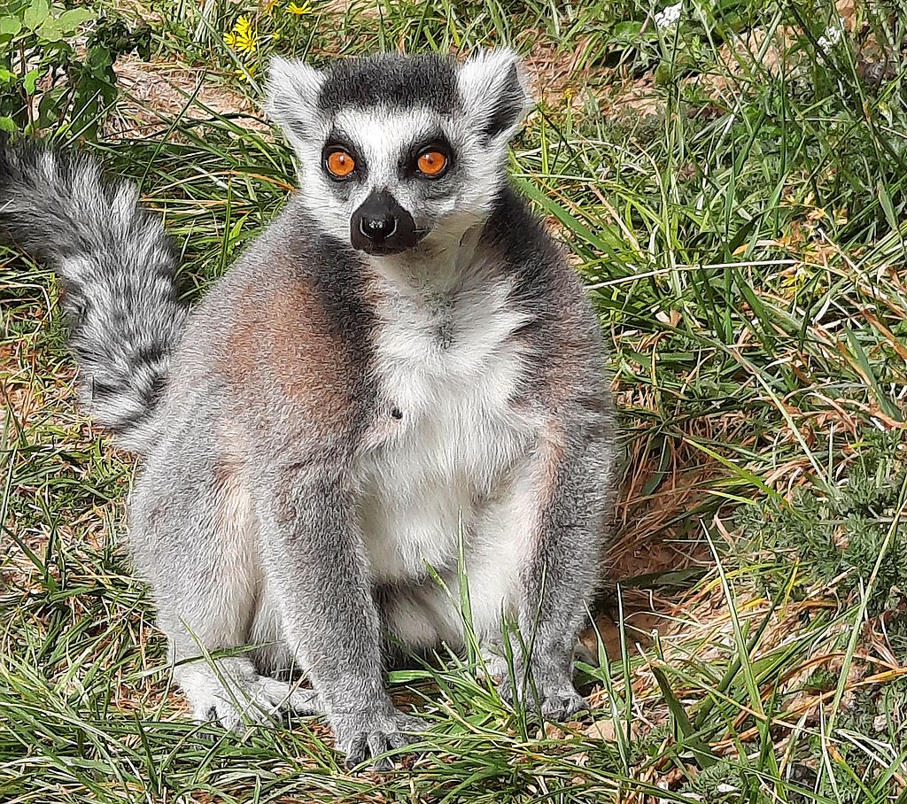Zoo Refuge de Mescoules/Bergerac