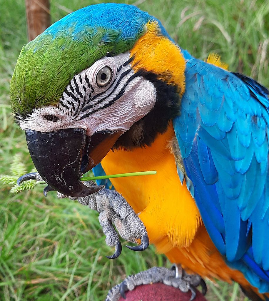 Zoo Refuge de Mescoules/Bergerac, Mescoules - photo 2