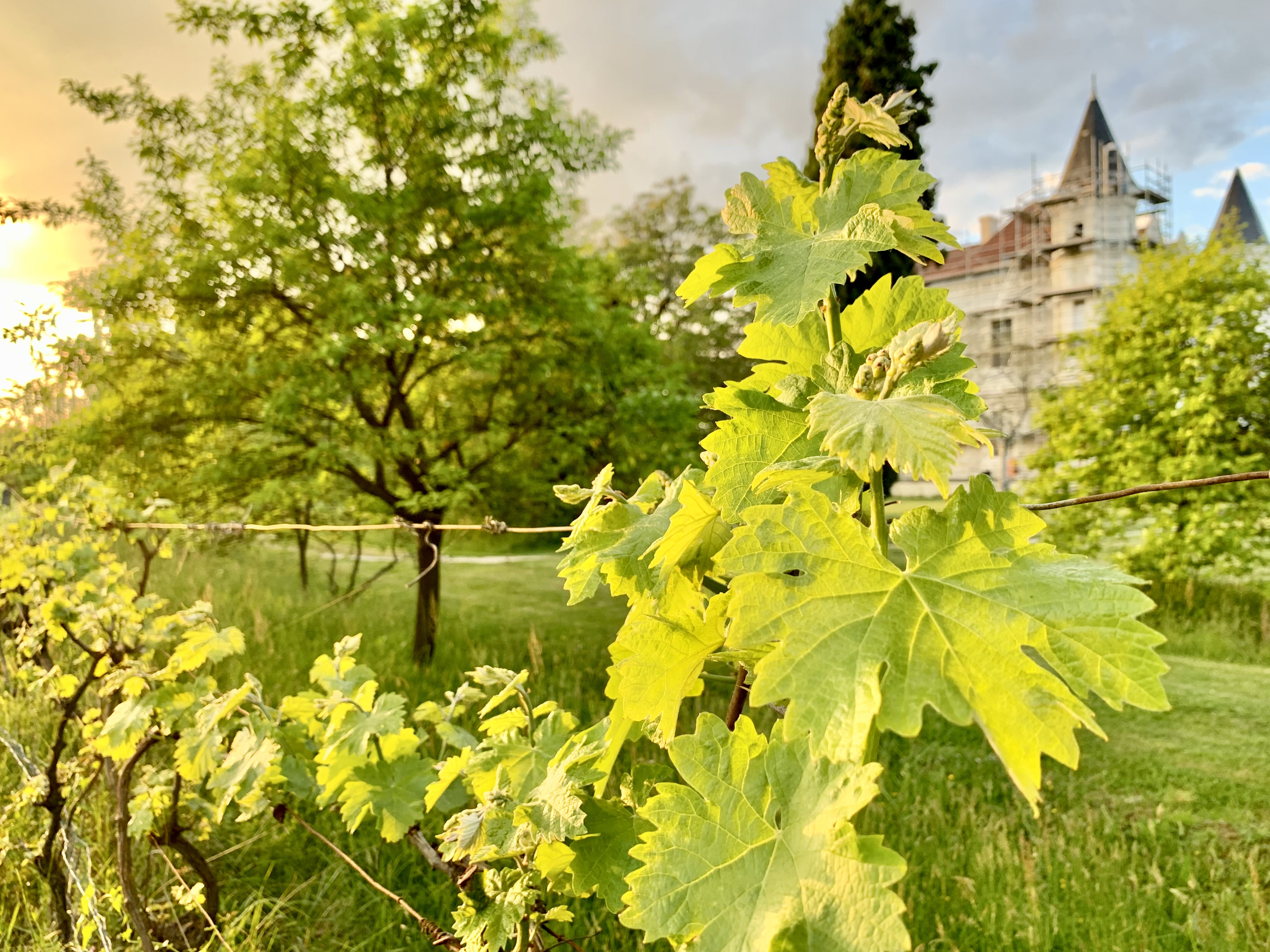 Scea Château Tour Blanc - photo 2