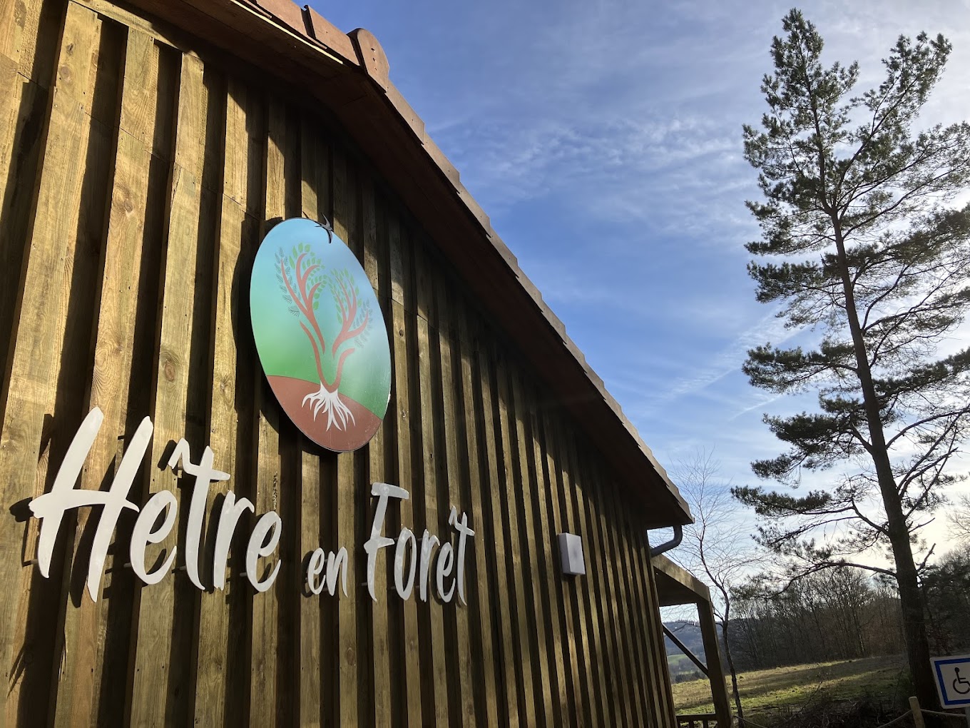 Hêtre en forêt, Nedde - photo 8