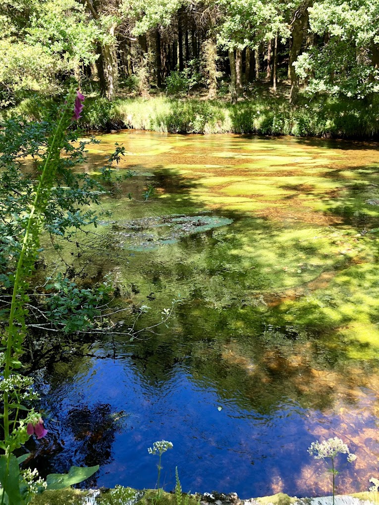 Hêtre en forêt, Nedde - photo 4
