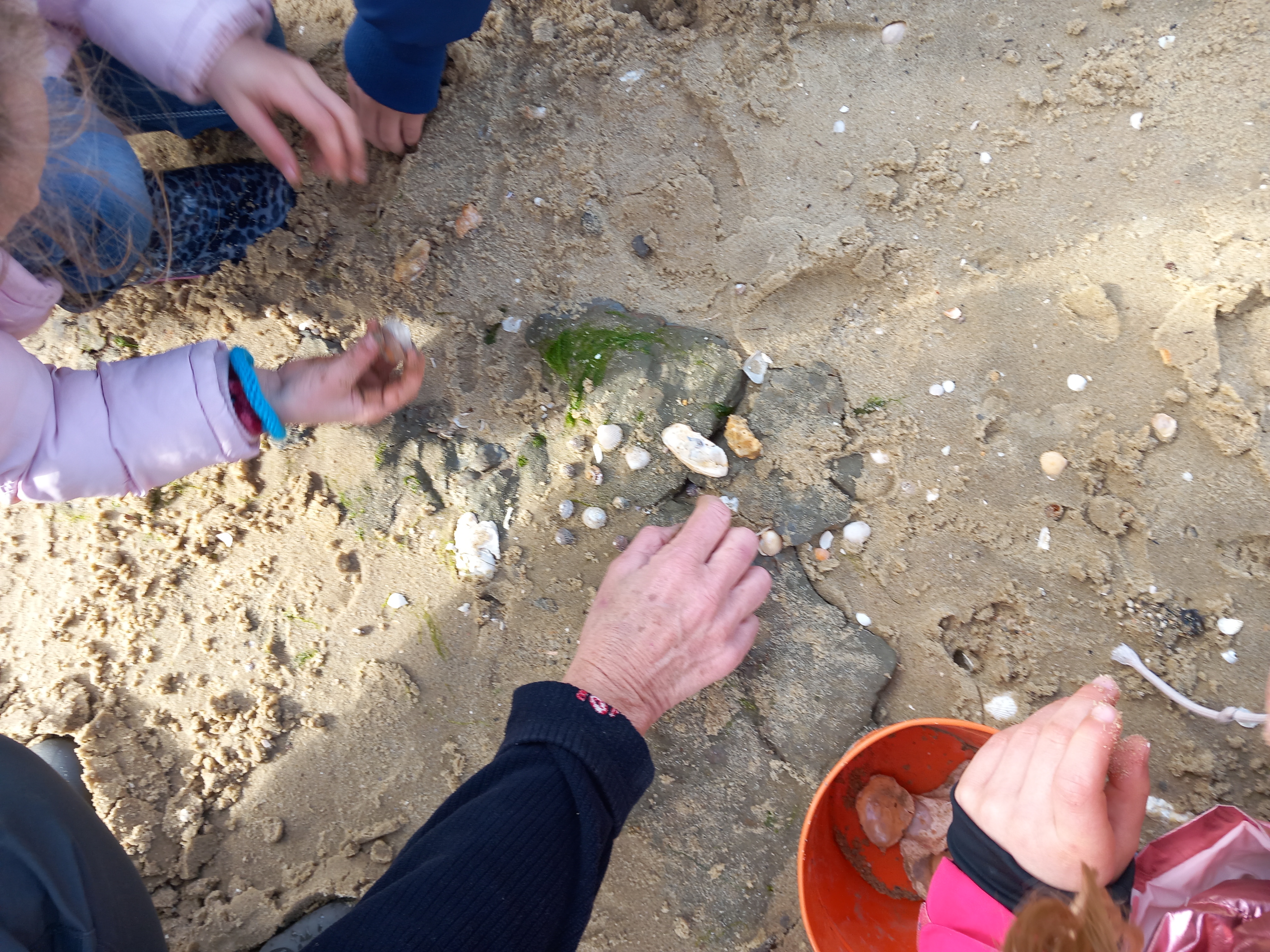 Observer les coquillages