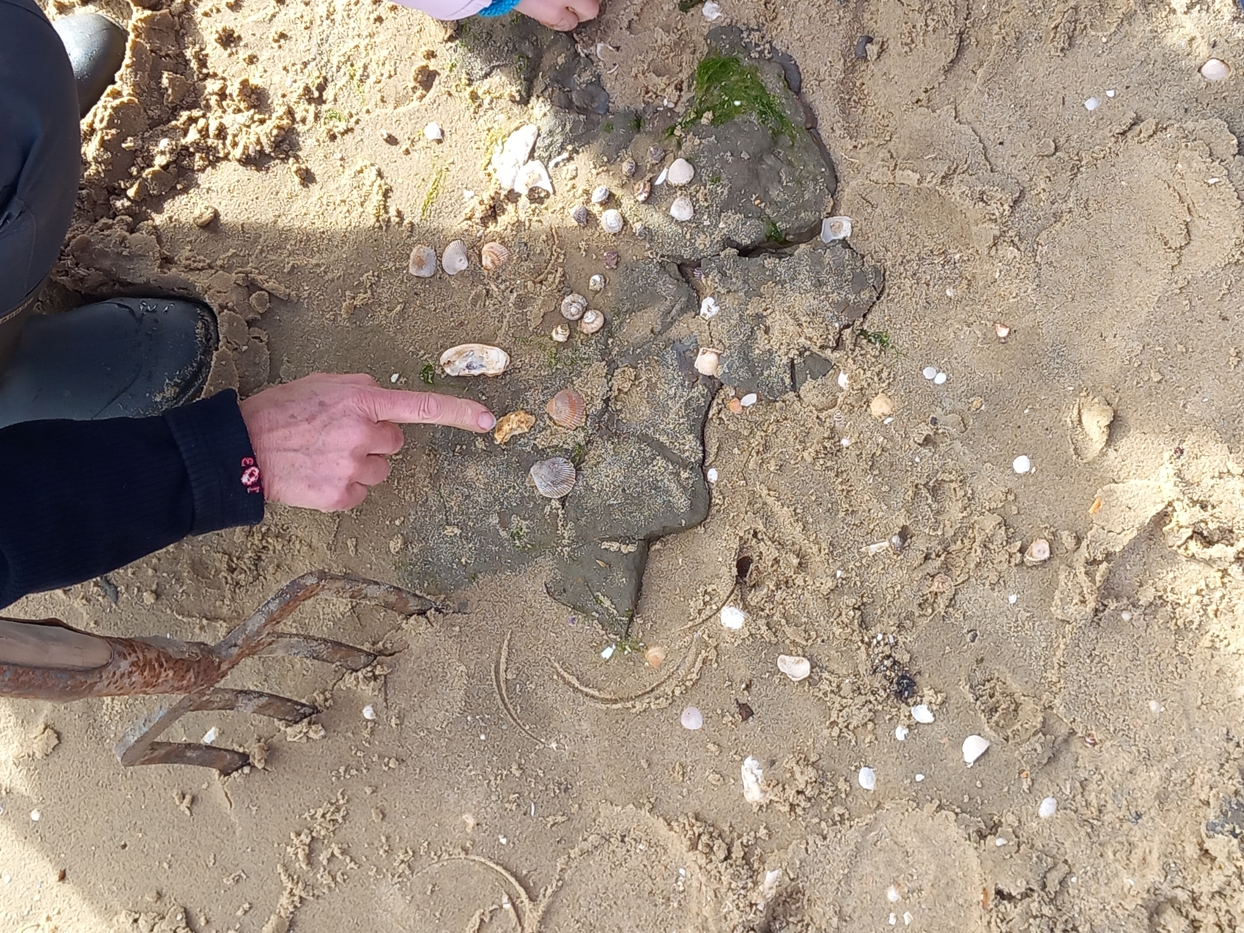 Observer les coquillages