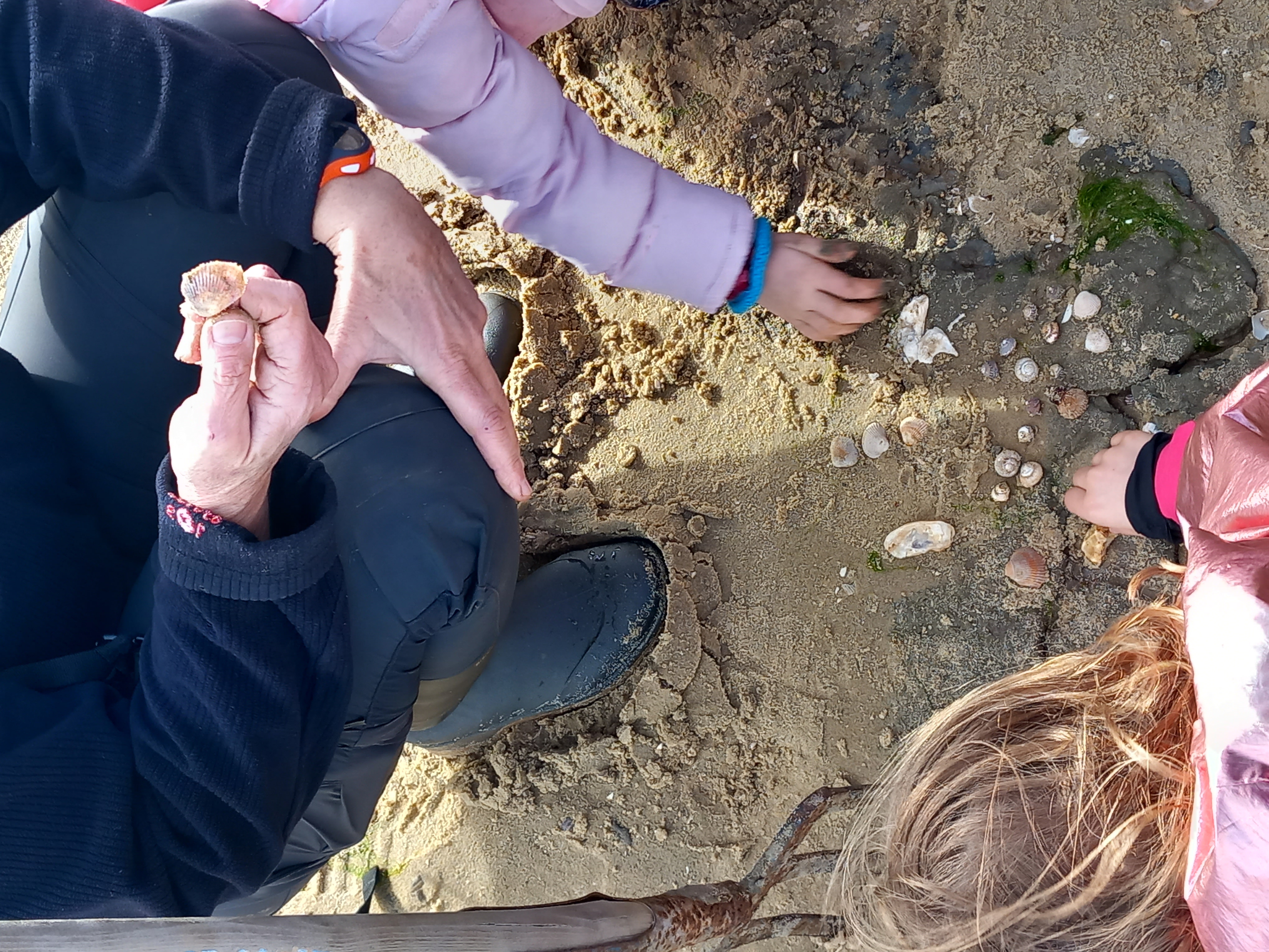 Observer les coquillages