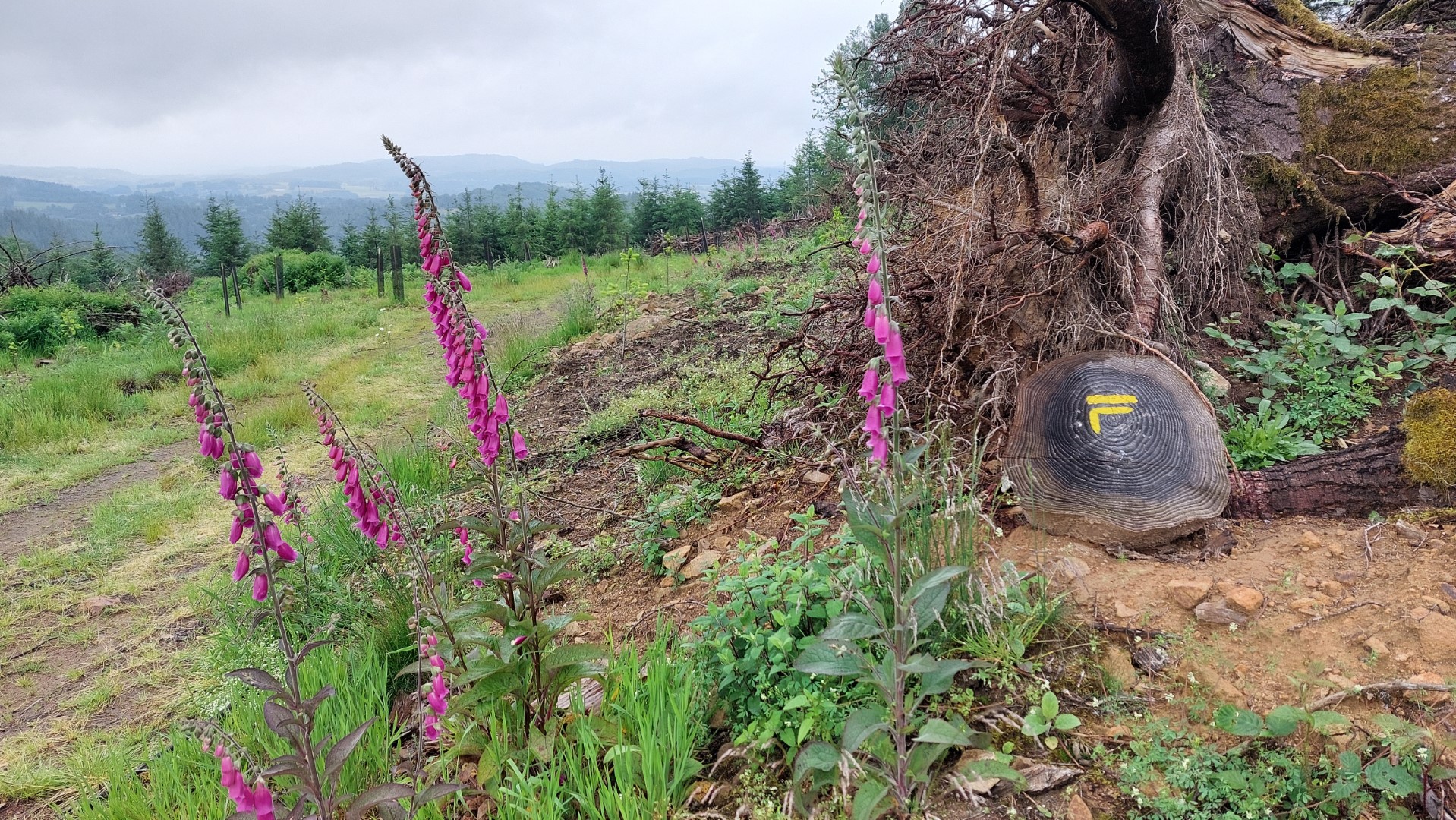 Circuit pédrestre N°70 : Le Mont La Chaize