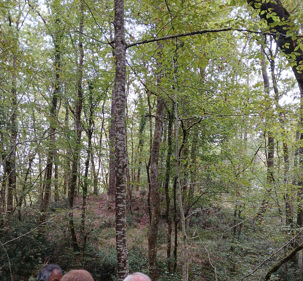 La Motte de Vaudu, La Roche-Chalais