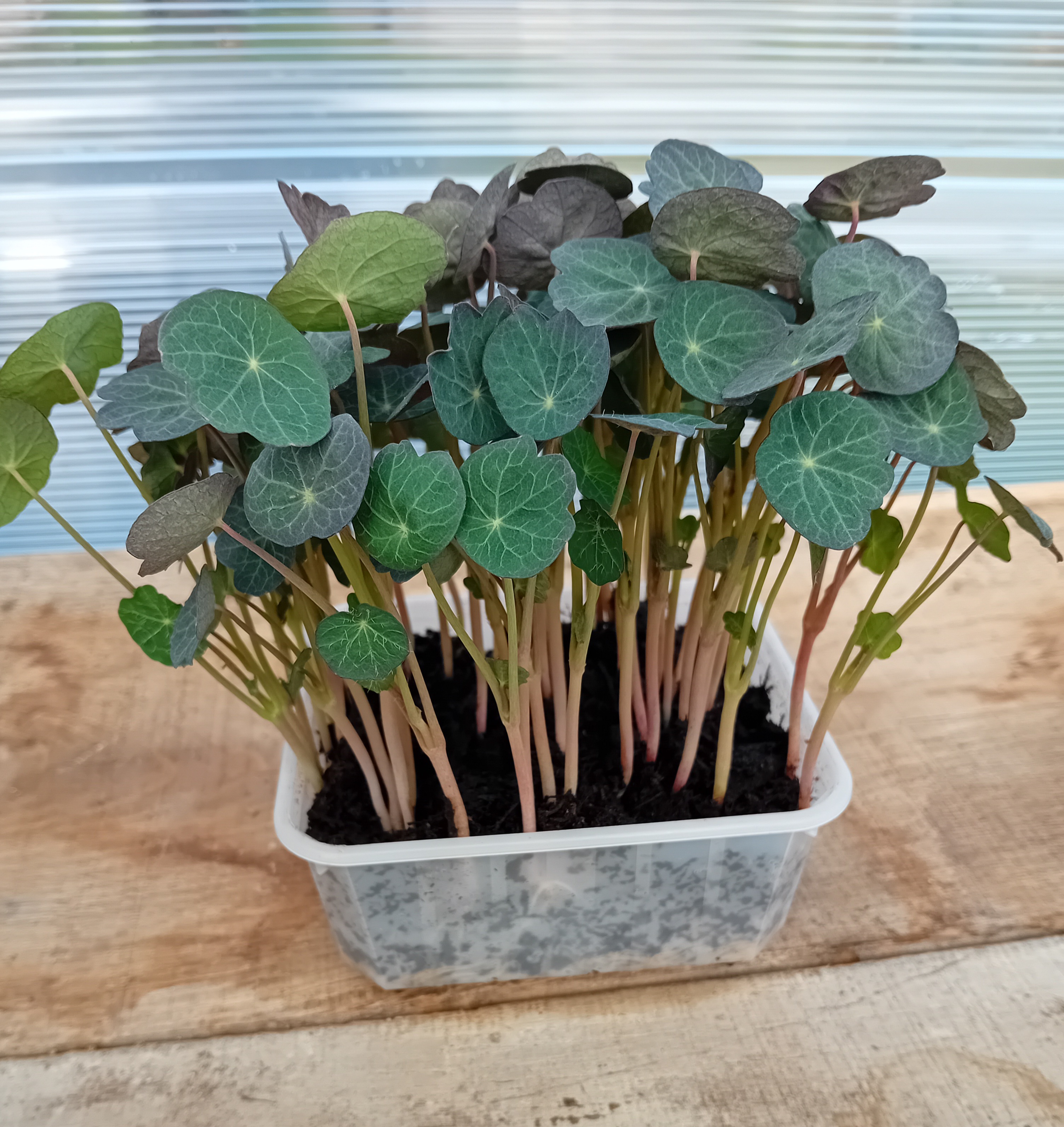 La Prairie de Mariposa