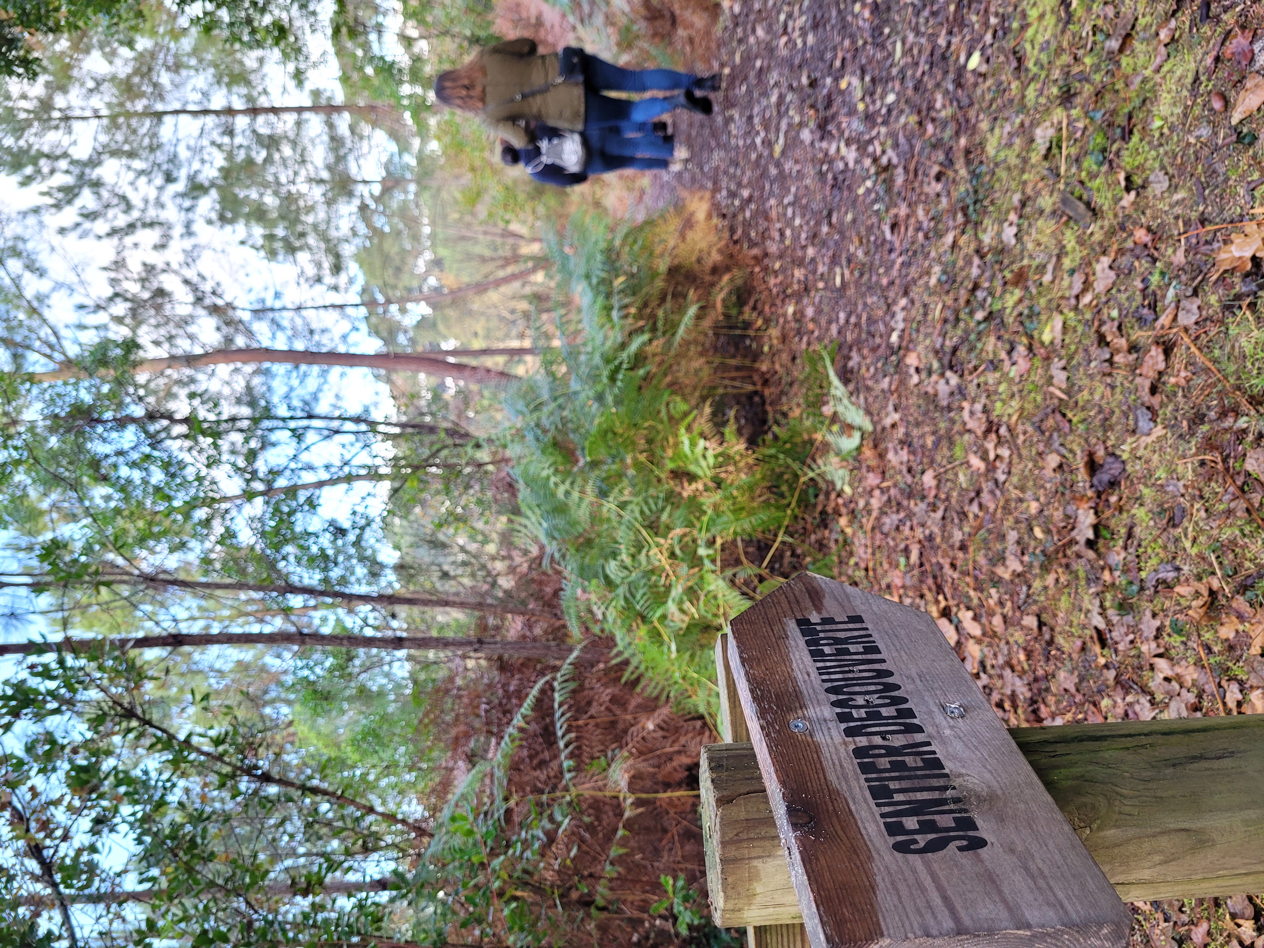 Site de la Lagune d'Hournaou, Biscarrosse - photo 5