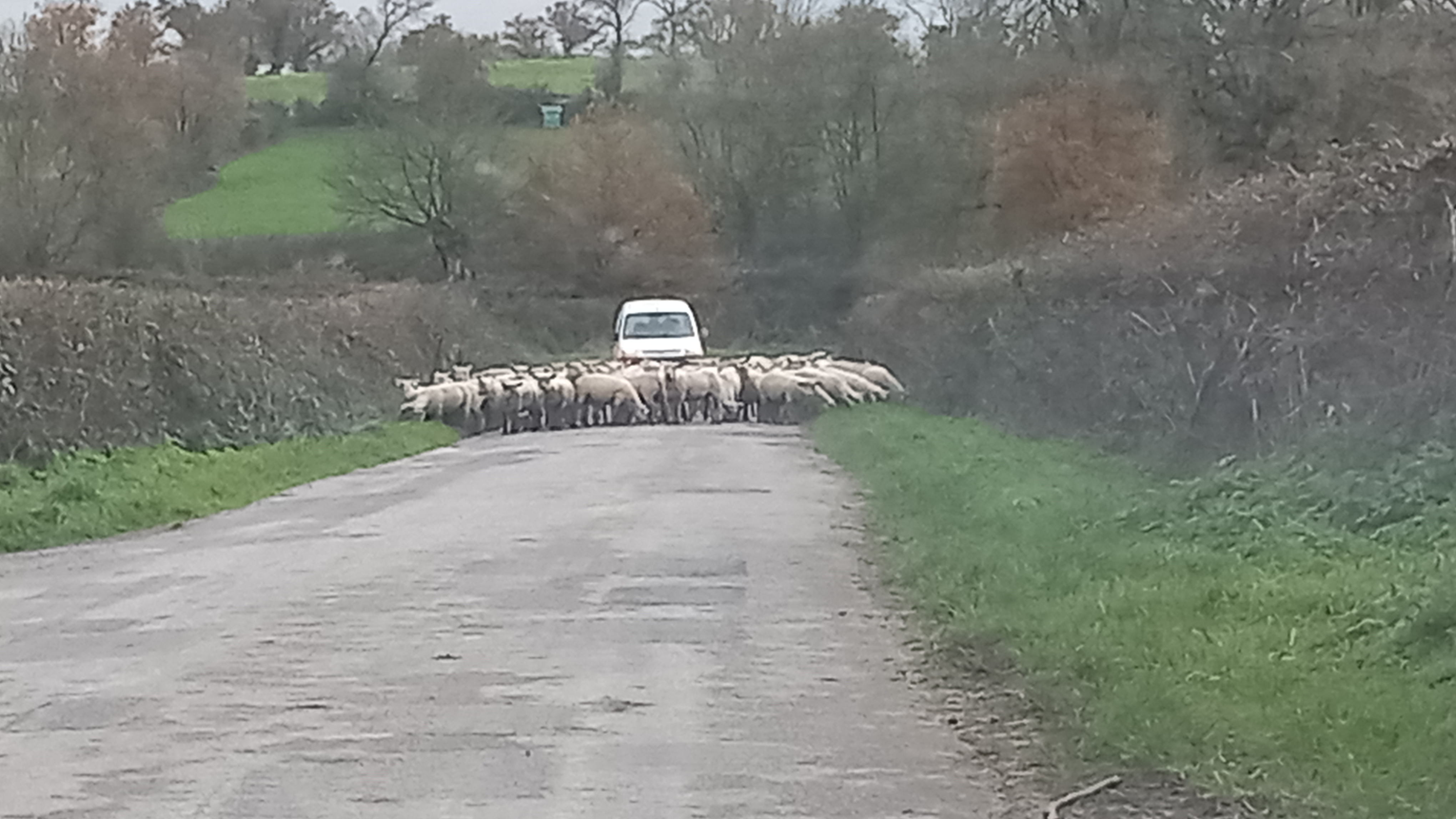 Chambres d'hôtes Les Grippeaux - les Tilleuls, Gourgé - photo 11