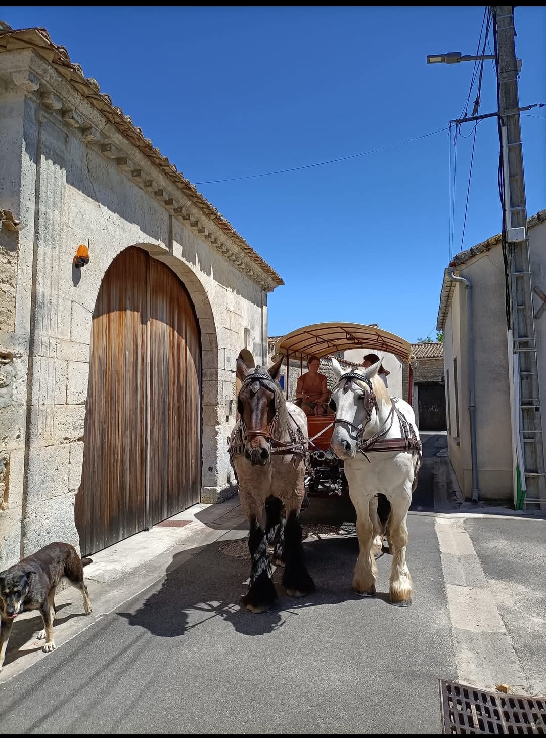 Attelage et Nature, Vendoire - photo 5