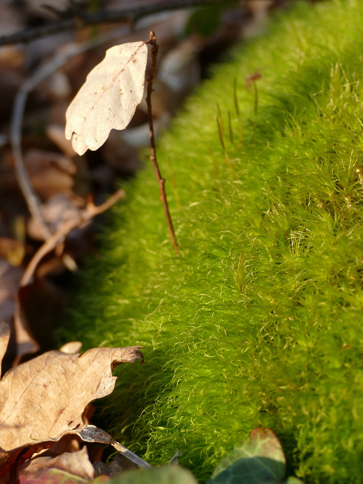 Sylvothérapie - Ô Création Bois