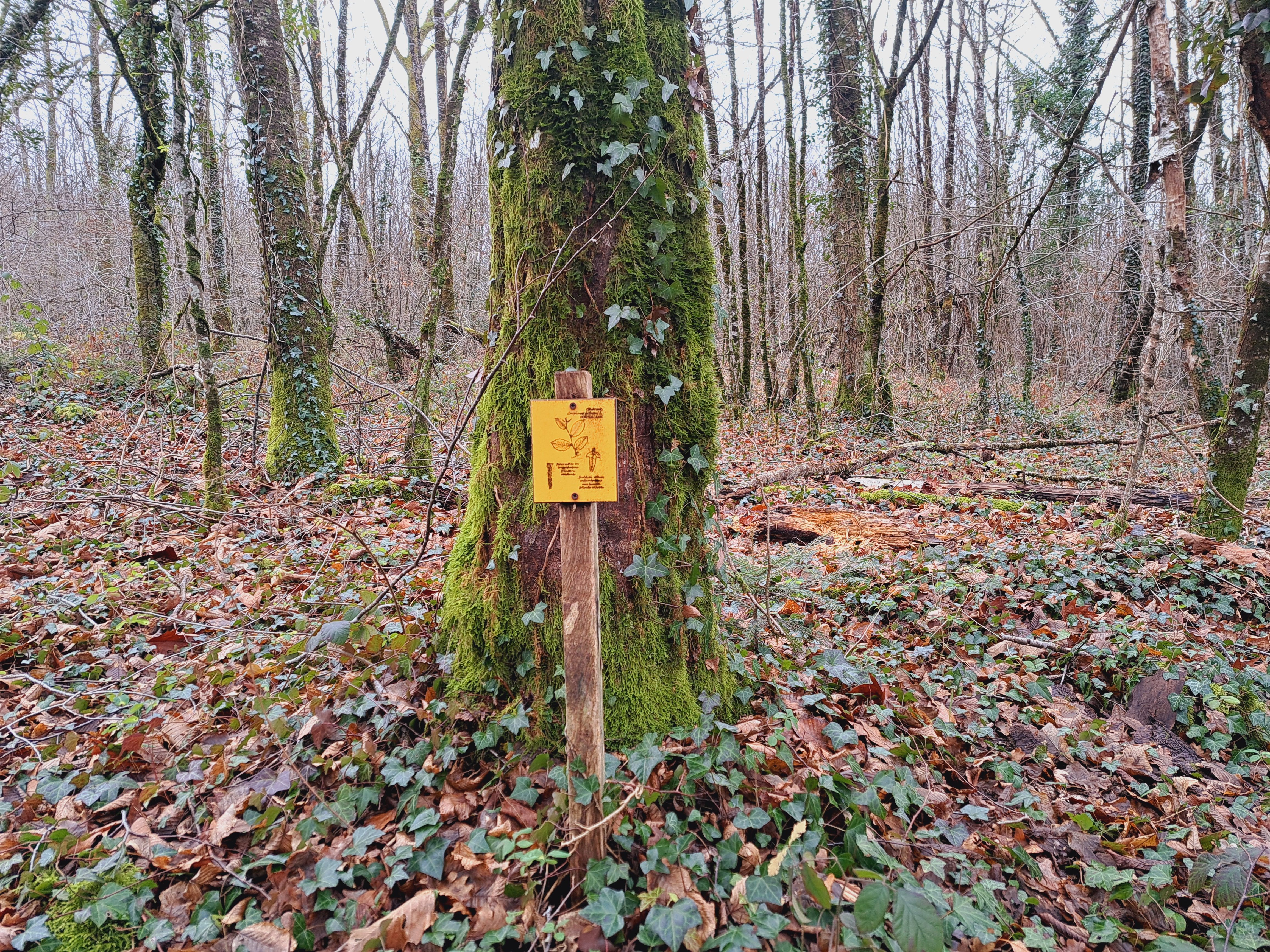 Sentier botanique et chemin de la Mémoire du Pont Lasveyras, Beyssenac - photo 2