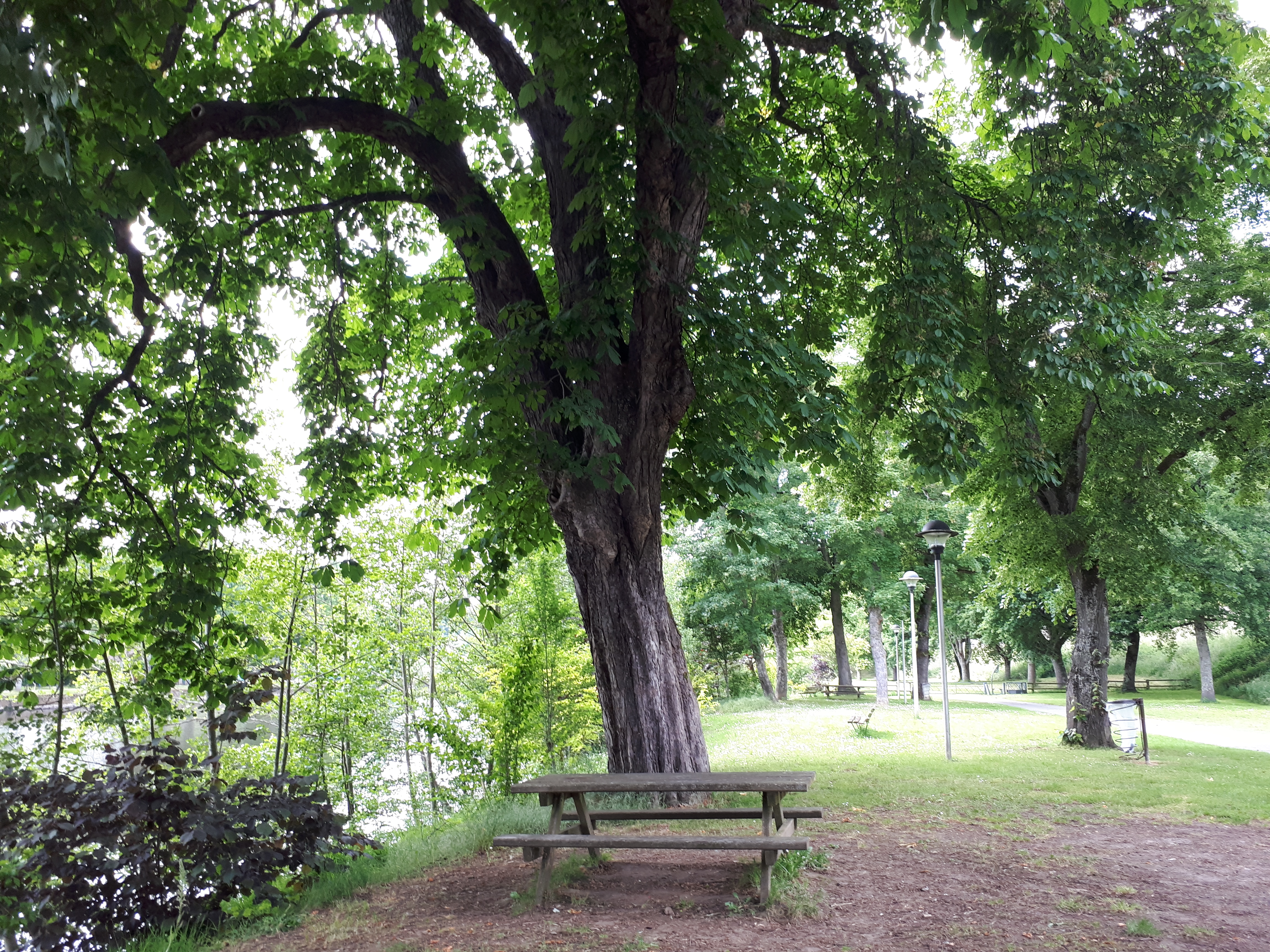 Aire de pique-nique des bords de Vienne - rive droite - photo 3