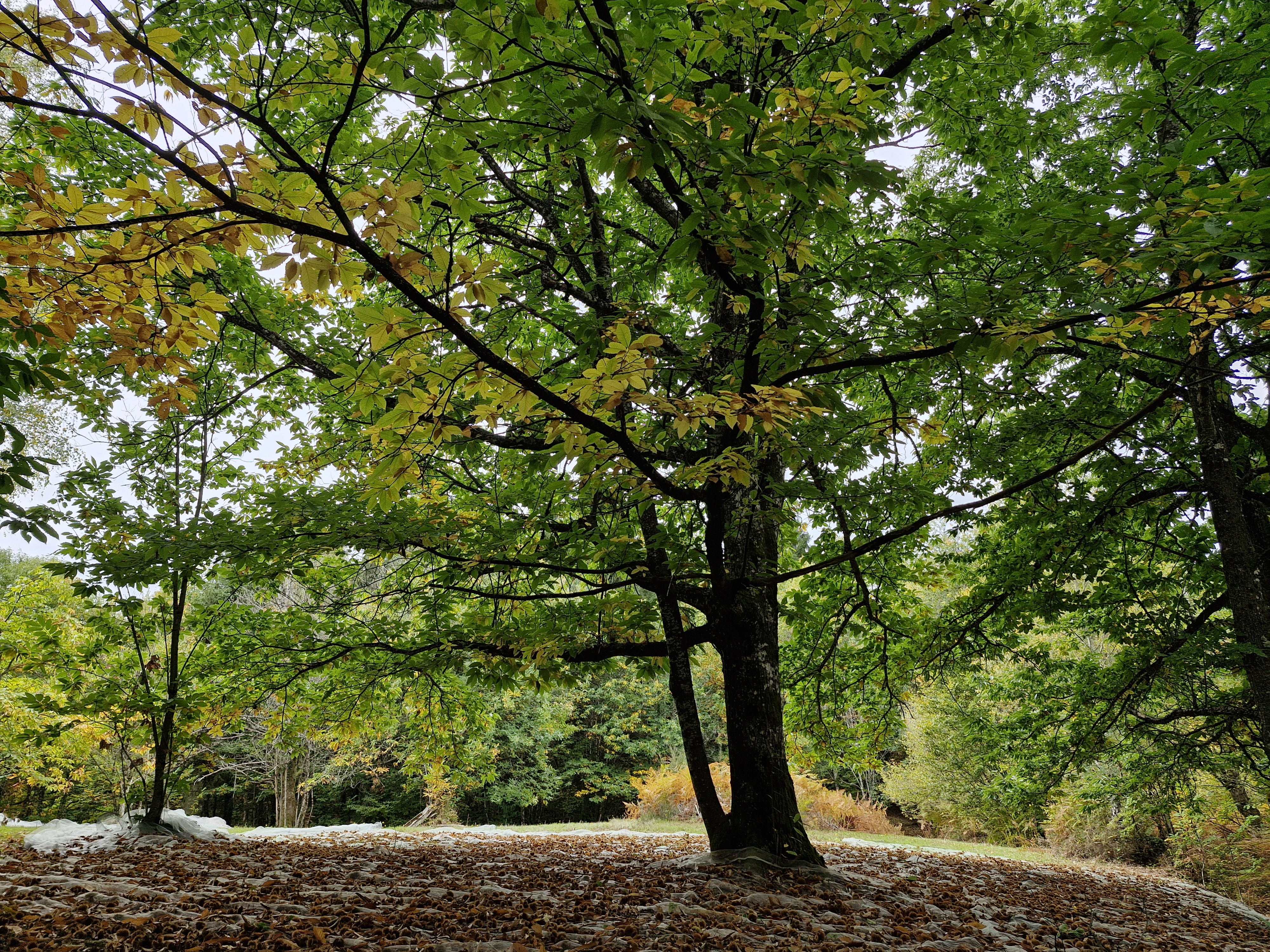 Chemin des Vitraux - photo 5